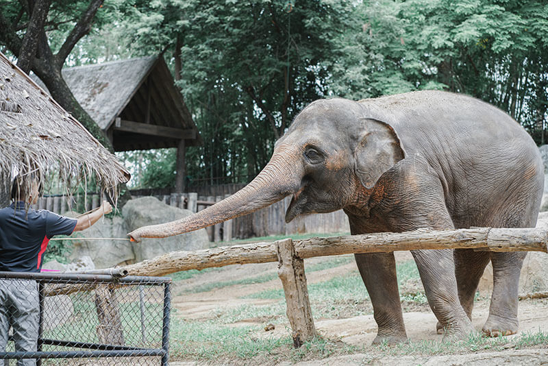 Zookeeper feeds elephant at zoo