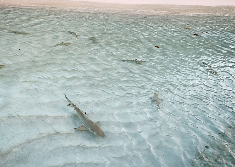 Family of black-tipped sharks hang out near shore at Conrad Maldives