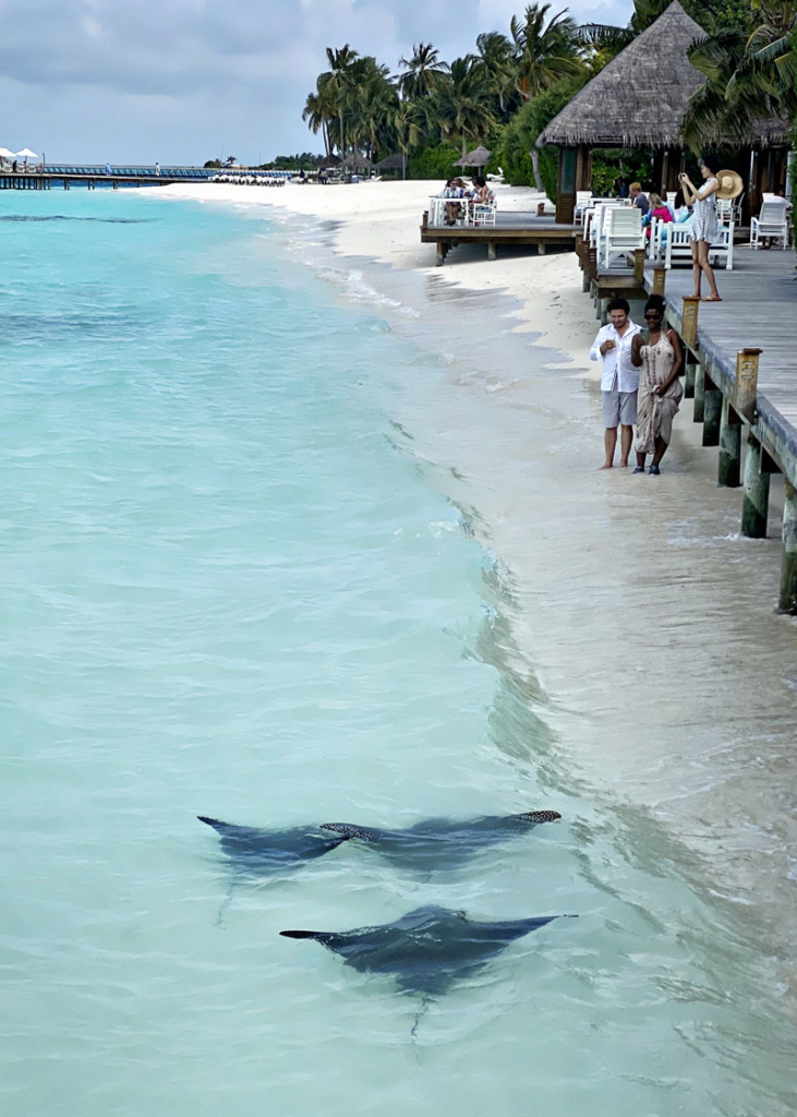 Rays swim near the short at Conrad Maldives resort