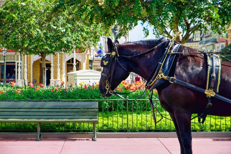 Horse on Main Street USA of Disney World in Orlando Florida